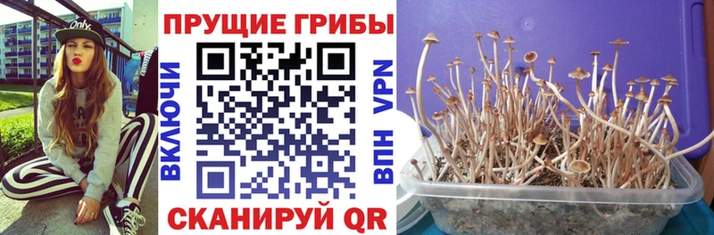 Псилоцибиновые грибы MAGIC MUSHROOMS  площадка как зайти  Никольск 